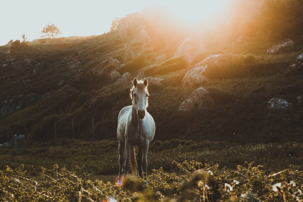 Bílý kůň ve výběhu, plném trávy, na pozadí slunce a skály.