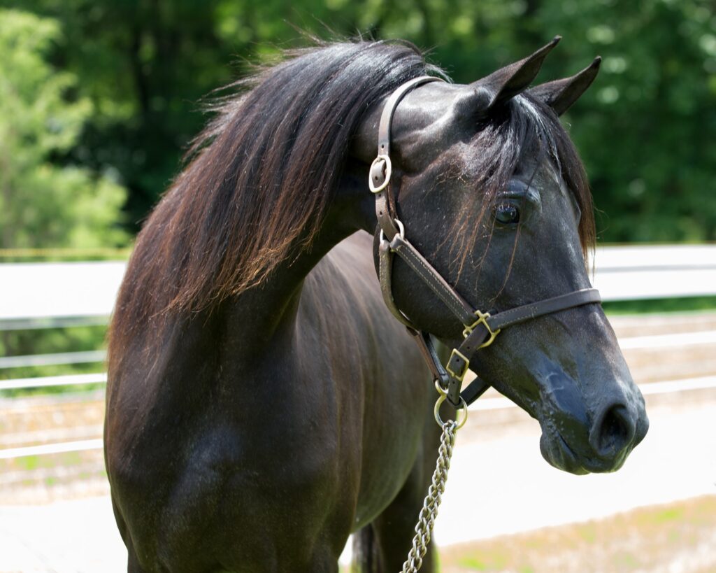 Černý kůň s koženou ohlávkou černé barvy se zlatými detaily