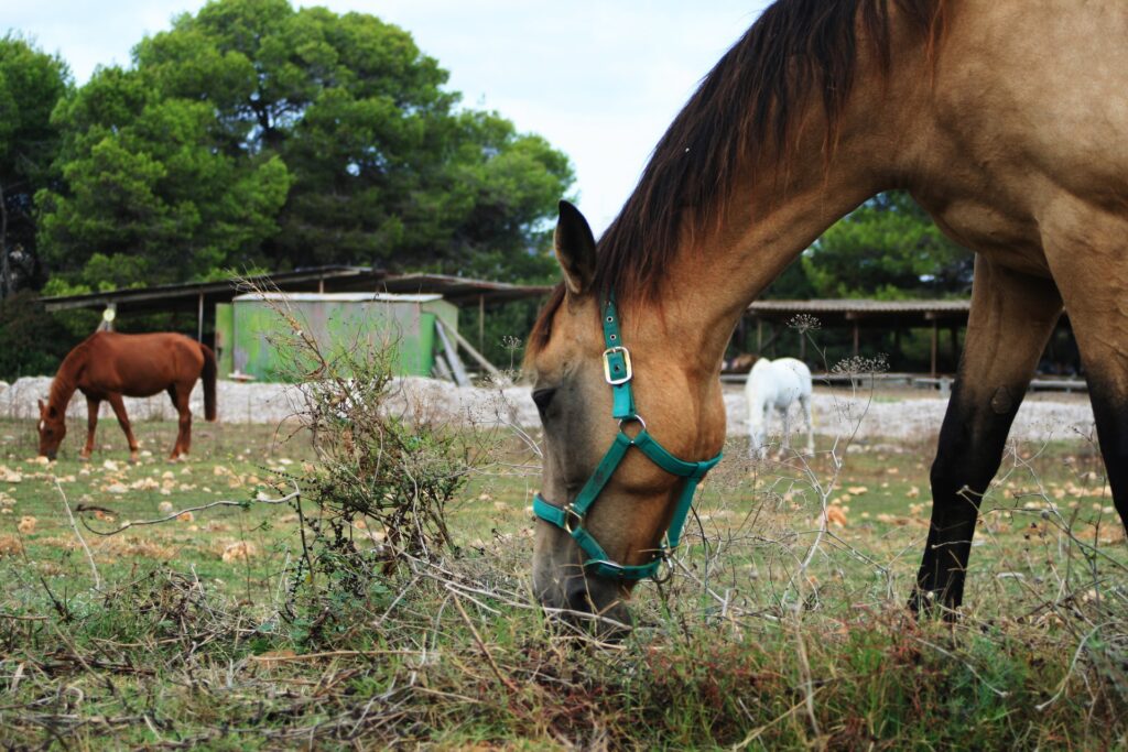 Tři koně, krmící se trávou ve výěhu, na pozadí přístřešek. Strava je důležitou součástí péče o koně