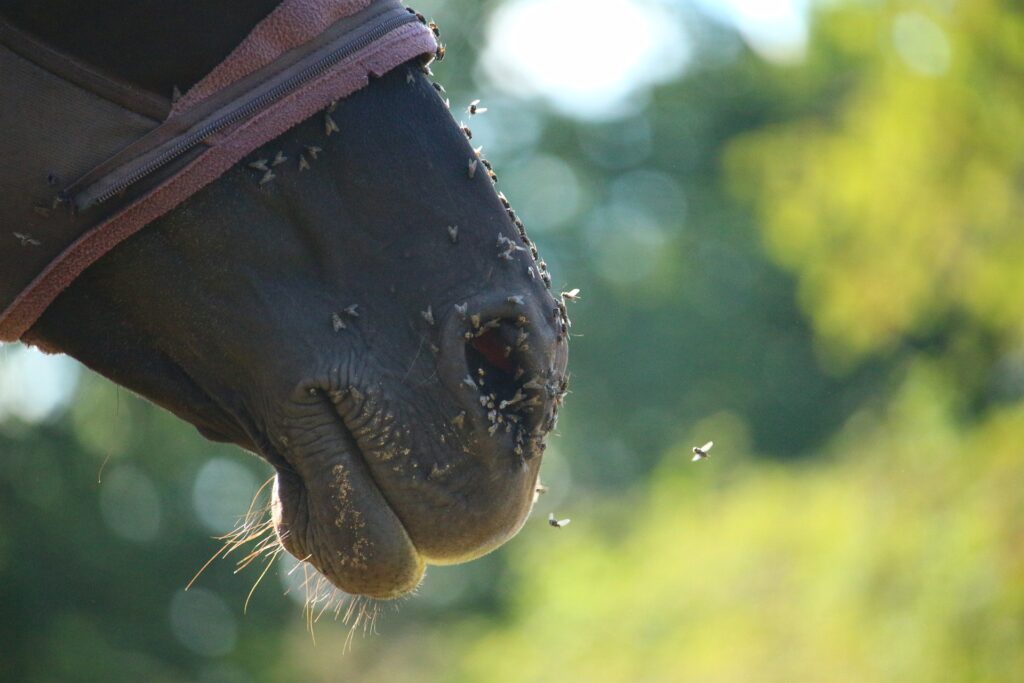 Kůň s maskou, záběr na jeho nos, který je nekrytý a plný much.