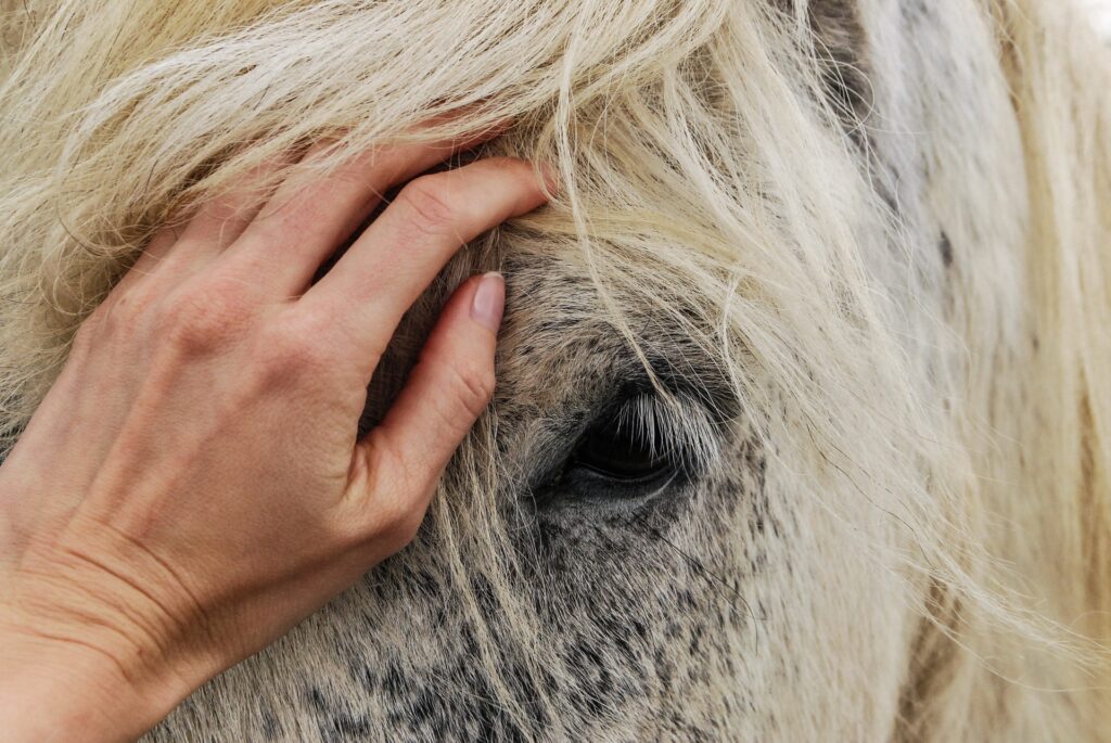 Šedobílý kůň, záběr na hlavu, někdo jej hladí rukou.