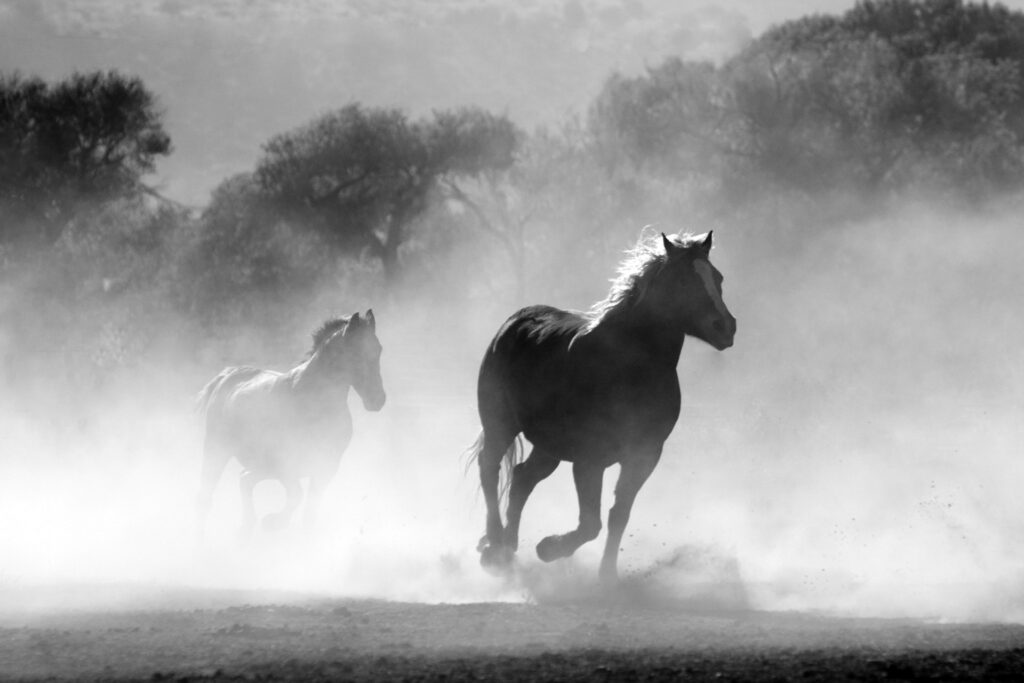 Černobílý snímek dvou běžících koní, okolo nich zvířený prach a vzadu stromy.