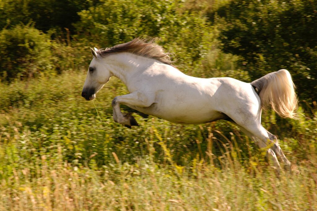 Mezi zajímavosti o koních patří i fakt, že někteří koně se stávají filmovými celebritami.