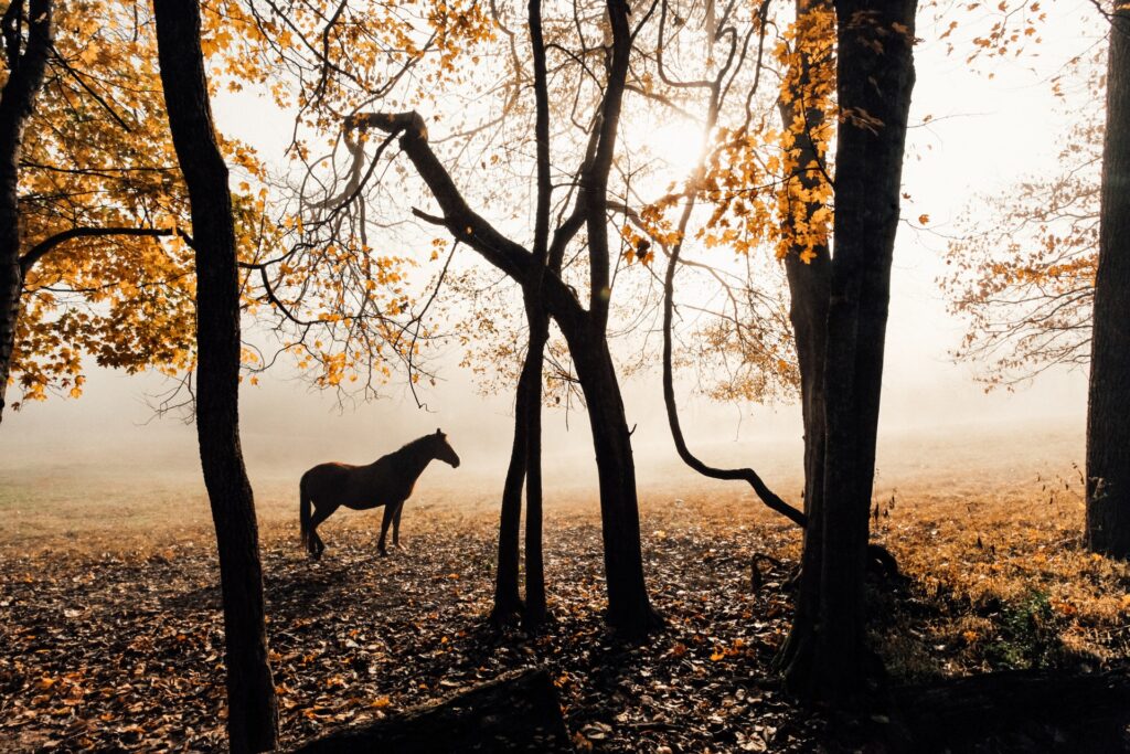 Kůň v podzimním lese, na stromech žluté listy a vzadu mlha.